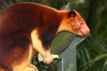 Tree Kangaroo