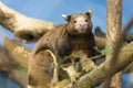 Tree Kangaroo