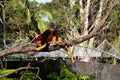 Tree-kangaroo in Taronga Zoo, Syndey Australia