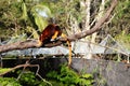 Tree-kangaroo in Taronga Zoo, Syndey Australia