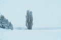 Tree of Ken and Marry with Snow in winter season at Biei Patchwork Road. landmark and popular for attractions in Hokkaido, Japan.