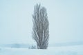 Tree of Ken and Marry with Snow in winter season at Biei Patchwork Road. landmark and popular for attractions in Hokkaido, Japan.