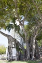 The Tree by Key West Lighthouse