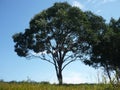 Tree in Khao Yai national park, Thailand