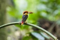 Tree kingfisher