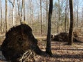 Tree knocked over from strong winds in forest