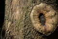 Tree Knot Bark Warped Rule of Thirds Right Nature Royalty Free Stock Photo