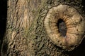 Tree Knot Bark Warped Rule of Thirds Right Nature