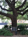 The Tree of Knowledge on the Campus of the University of South Carolina