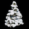 Tree known covered in snow, known by the names of alerce, cedar, European larice or European larch Royalty Free Stock Photo