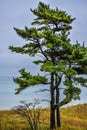 Tree at Kohler-Andrae State Park, Lake Michigan