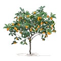 Tree a kumquat Fortunella Swingle L. with mature fruits