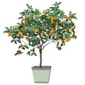 Tree a kumquat Fortunella Swingle L. with mature fruits, in a pot