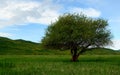 Tree on Kyrgyzstan steppes