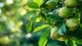 Tree Laden With Green Fruit