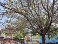tree laden with loads of monkey fruits, which is believed to have medicinal values in the middle of a city Royalty Free Stock Photo
