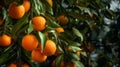 A Tree Laden With Plump, Juicy Oranges Created With Generative AI Technology