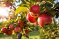 Tree Laden With Red Apples