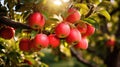 Tree Laden With Red Apples