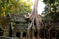 Tree laden temple