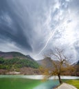 Tree and lake