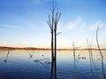 Tree and Lake