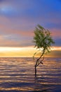 a tree in the lake Royalty Free Stock Photo