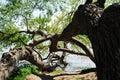 Tree in Lake Chiemsee