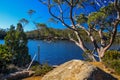 tree on lake dobson Royalty Free Stock Photo