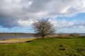 A tree by a lake with a dramatic sky in the background. Picture from Vomb, Scania, Sweden Royalty Free Stock Photo