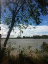 tree beside the Lake in full tranquillity