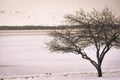 Tree on Lake Geneva Shore Path