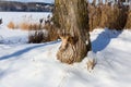 A tree on the lake, gnawed by beavers Royalty Free Stock Photo