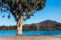 Tree at Lake Murray with Cowles Mountain in San Diego Royalty Free Stock Photo