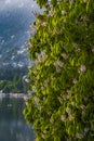 Tree lake nature uttarakhand India