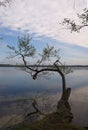 The tree in the Lake (Pisochne ozero, Ukraine) Royalty Free Stock Photo