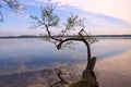 The tree in the Lake (Pisochne ozero, Ukraine) Royalty Free Stock Photo