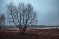 Tree on the lake shore, autumn with fog over the water Royalty Free Stock Photo