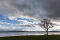 Tree on a lake shore Royalty Free Stock Photo