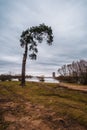 The tree on the lake shore on early spring Royalty Free Stock Photo