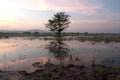 Tree on lake in twilight. Royalty Free Stock Photo