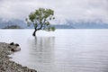 Tree in the Lake Wanaka Royalty Free Stock Photo