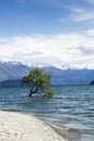 Tree in Lake Wanaka Royalty Free Stock Photo