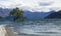Tree in Lake Wanaka Royalty Free Stock Photo