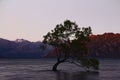 Tree at Lake Wanaka at sunset in New Zealand.