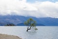 Lake Wanaka tree New Zealand Royalty Free Stock Photo