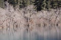 Tree with lake in winter Royalty Free Stock Photo