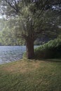 Tree by the lakeshore Royalty Free Stock Photo