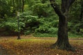 Tree and Lampost in City Park Royalty Free Stock Photo