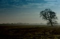 Tree in landscape